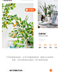 仿真柠檬树绿植盆栽北欧ins风网红大型室内装饰花客厅摆件假植物-tmall.com天猫