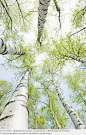 Birkenwald im Frühling, Froschperspektive, Nordrhein-Westfalen, Deutschland