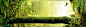 森林，树干，鸟，绿色，阳光，绿叶，藤蔓,海报banner,文艺,小清新,简约图库,png图片,网,图片素材,背景素材,153009@北坤人素材