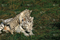 白虎，小虎崽在妈妈的背上玩耍