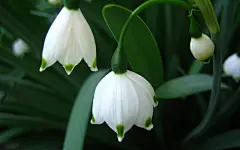 最新唯美花卉写真桌面壁纸桌面壁纸3