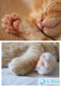 相册 | 查看大图页，超萌猫咪图片