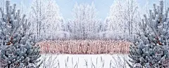 冰雪覆盖的树木。
