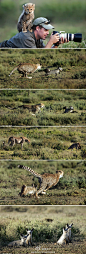 喵星球网摄影师斯图-波特尔在非洲坦桑尼亚恩戈罗恩戈罗保护区的大草原上搜寻，想拍一张漂亮的野生动物照片。就在这时，一只小豹子走过来，爬到他的肩膀上，似乎要和他打招呼。尽管有小豹子干扰，但波特尔的耐心得到了回报，他终于抓拍到了小豹子妈妈和狐狸之间的一场“大战”【via@微天下，@触手大章鱼 推荐】