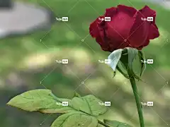 玫瑰 花 红玫瑰 玫瑰绽放 花瓣 玫瑰花瓣 玫瑰花 盛开 花壁纸