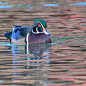 Wood Duck by Jill Travis on 500px