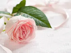 玫瑰,粉色,贺卡,水平画幅,蝴蝶结,符号,仅一朵花,母亲节,情人节卡,母亲