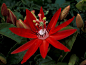 10 das mais belas flores do mundo – SoS Curiosidades : Com variadas cores, formas e feitios as flores embelezam e dão cor aos nossos jardins, à nossa vida e são sempre um presente acertado.
