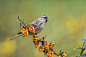 Mealy Redpoll (Carduelis flammea) Female | Flickr – 相片分享！