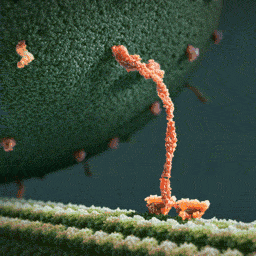 "这是一个肌球蛋白，拖着一个内啡肽，走在...