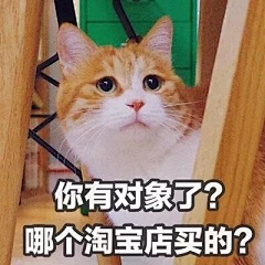 Terri-7采集到猫咪表情包呀