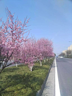 刘小二的2采集到道路植物