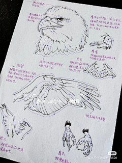 ≡*緈諨采集到鹰