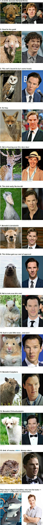【一个人是一个动物世界】BuzzFeed 网站总结了《@神探夏洛克》男主角 Benedict Cumberbatch 与动物脸部的对比图！快来看看《#神探夏洛克#》Sherlock Holmes 到底长得像哪些动物吧！ #创意# #搞笑#