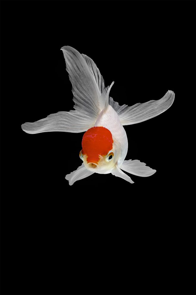 Captivating Goldfish...