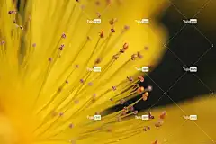 花 4K壁纸 美丽的壁纸 全高清壁纸 开花 笔记本电脑壁纸 植物学