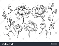 冻柠茶走茶采集到白描图