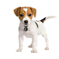 Fox Cartoon 800*800 transprent Png Free Download - Beagle, Miniature Fox Terrier, Companion Dog. - CleanPNG / KissPNG