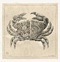 Mechanical / Biological [Crustacean Study] : This personal project is inspired by old biological studies.Each piece took me at least 30 hours of work.It's done with 0.13mm rOtring on homemade ancient paper colored with tea.