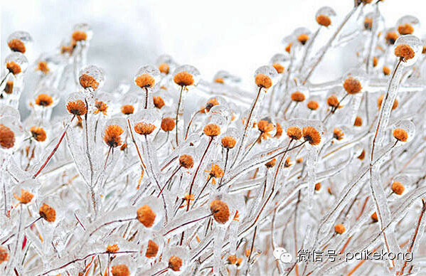 美哭了，这才是真正的冰雪奇缘！