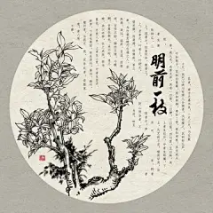 速写古茶树