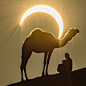 这组#骆驼背上的太阳#，今天的日偏食是我今天看到所有照片里最罕见一组，大漠、骆驼、日偏食好像神话故事的场景一般。

作者：alrefai photography 
拍摄于阿布扎比
ins：shadi_alrefai 

#日偏食##金环日食奇观# ​​​​