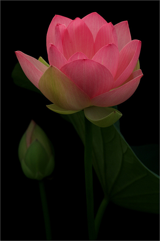 #微距# #鲜花# #荷花#