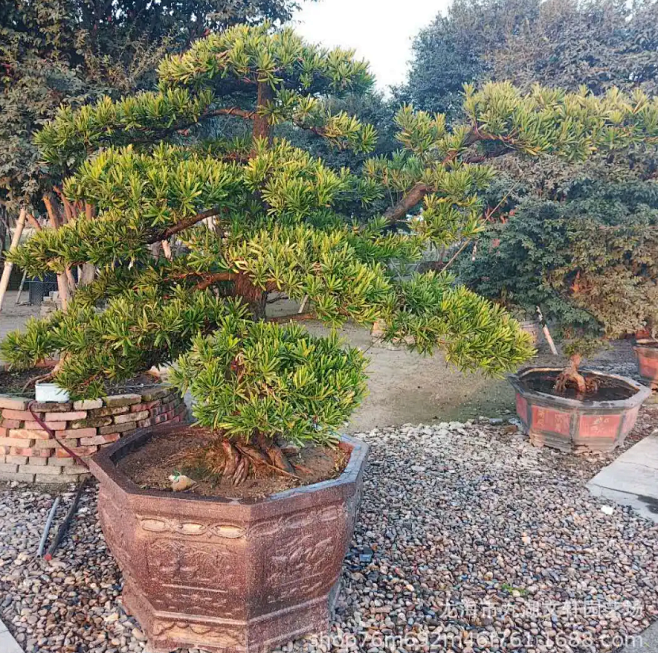 造型杜松