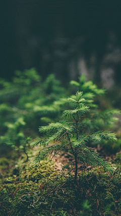 风起︷叶落采集到花草