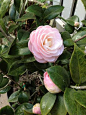 Children of the Corm: A Charleston Garden Blog: Camellia "Pink Perfection"