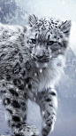 Snow Leopard  from Oyster17