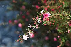 玫瑰,小的,水平画幅,纹理效果,纺织品,无人,绘画插图,仅一朵花,商业金融和工业,纺织工业