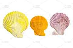 海贝