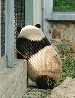 西直门三太子萌兰 - 小红书