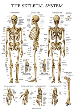 hyw695采集到人体骨骼 human skeleton