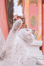 蹲守故宫3年，
她拍下刷遍全网的雪景图和猫片，
因为热爱，所以值得。 ​​​​
