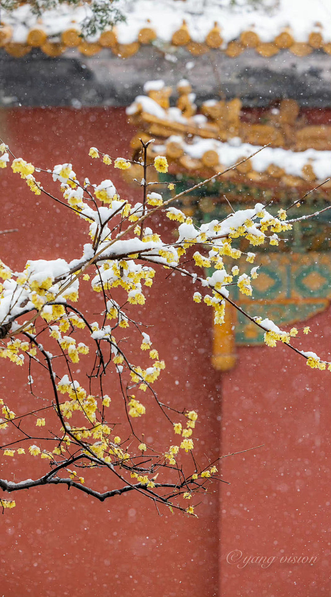 红墙雪梅