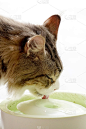 可爱可爱的猫