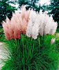 ✿ڿڰۣ Cortaderoa Selloana, The Pampas Grass