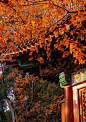 北京香山。深秋的北京斑斓而旖旎，无处不在的绚丽彩叶，充满着浪 - 抖音