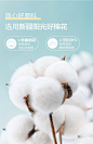 棉花素材 (10)