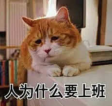“猫猫表情包”的图片搜索结果