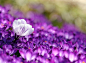 O、花、紫色控、紫色情结、紫、紫色、人生中的色彩、flower