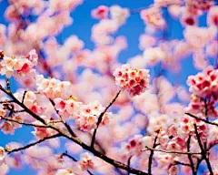 清新唯美桃花花卉电脑宽屏壁纸