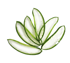 树叶飞舞采集到草本成分