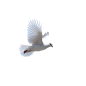鸽子2
