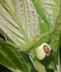 蟹蛛科，Crab Spider (Ebrechtella tricuspidata)