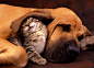 good-friends-dog-kitty