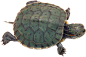 乌龟PNG