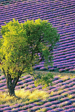 梅菜er采集到景观—花海